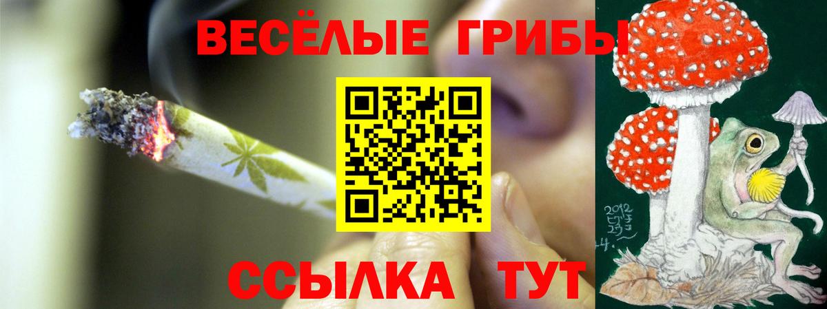Псилоцибиновые грибы Psilocybine cubensis Североморск